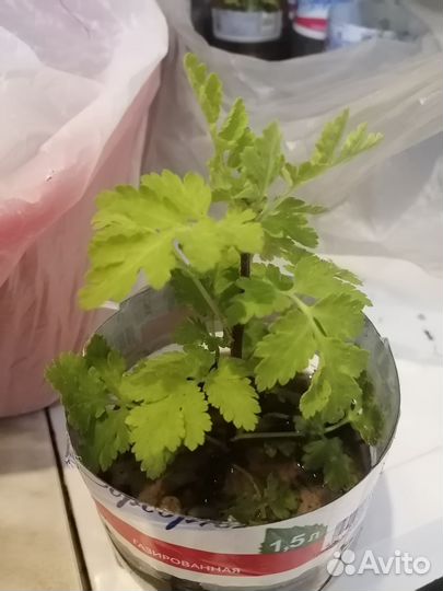 Пиретрум. Многолетняя ромашка или хризантема сад