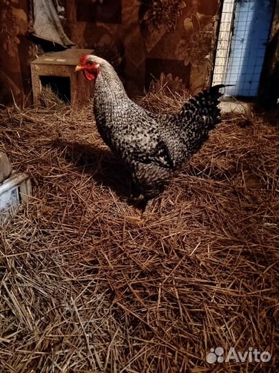 Молодые петухи