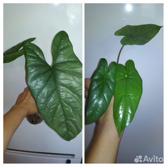 Алоказии детки