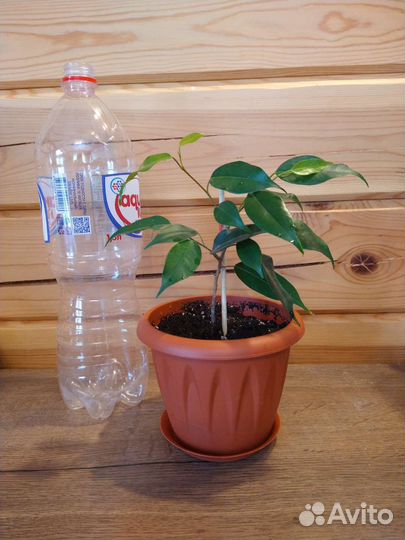 Фикус бенджамина