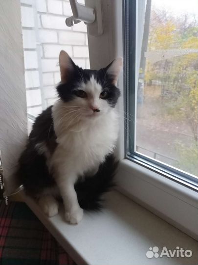 Сибирская кошка