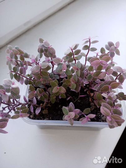 Коллизия. Розовая пантера