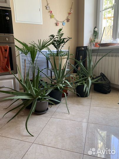 Алое вера 7 лет