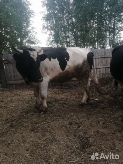 Продам быка 2 года можно на племя