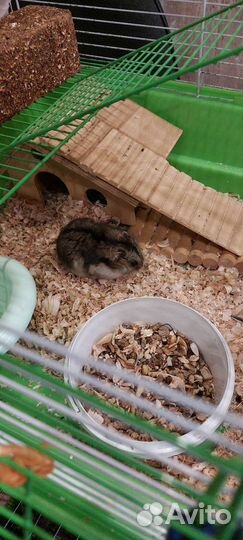 Клетка для грызунов 57*45 большая с хомяком