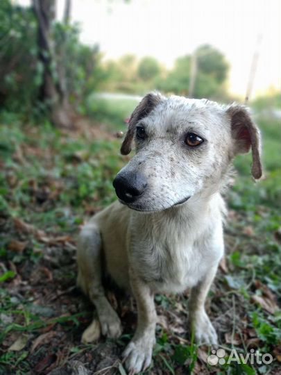 Собака, мини, бесплатно