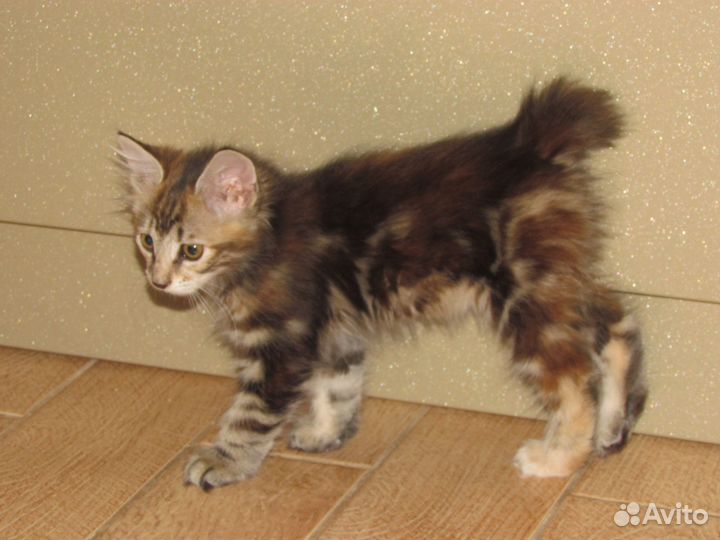Котята курильского бобтейла