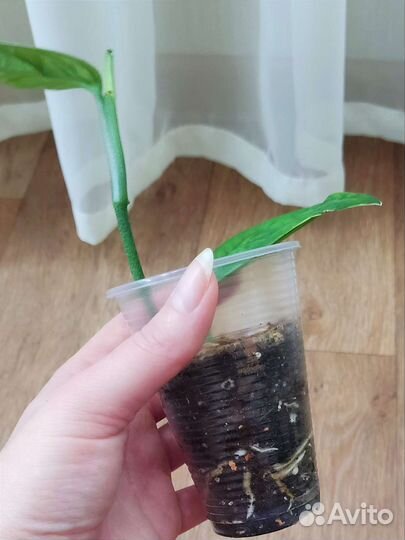 Комнатные растения