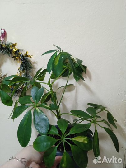 Глоксинии, сансевиерия, монстера