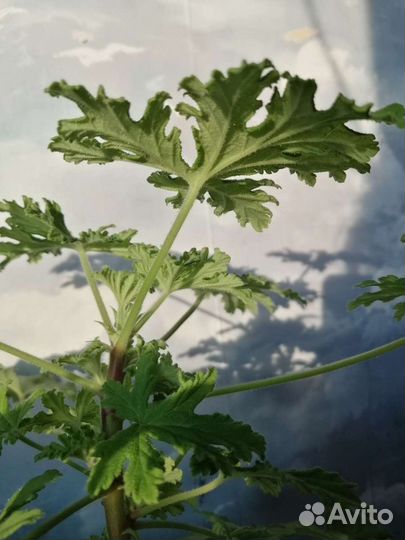 Герань душистая лечебная ушная