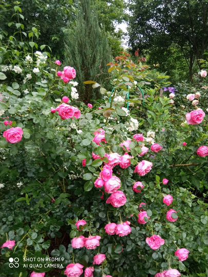 Участок 1,1 га (СНТ, ДНП)