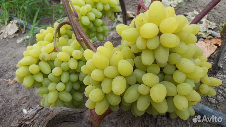 Мускатный виноград