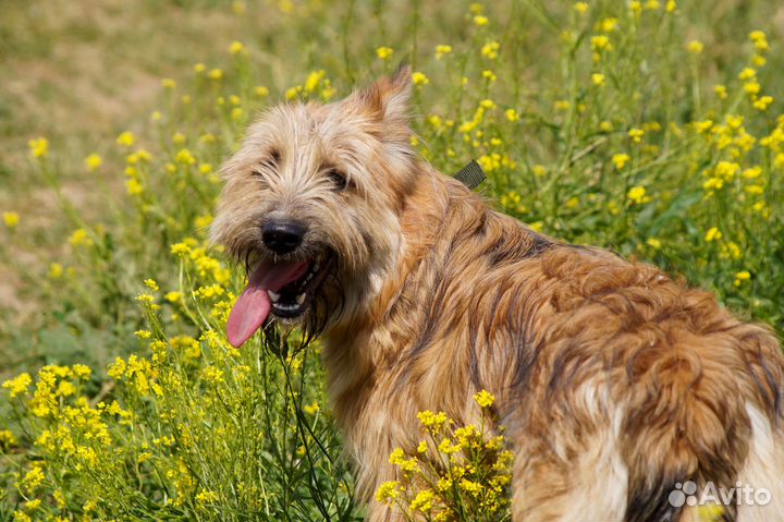 Милейший бородатик щенок из приюта в добрые руки