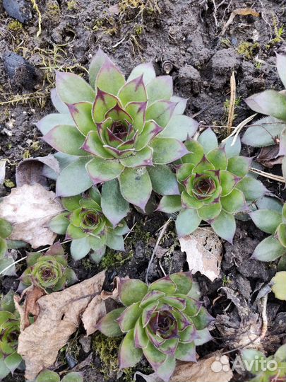 Садовые растения, рассада