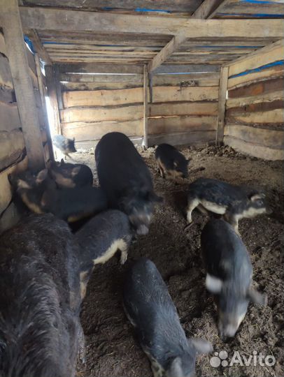 Поросята венгерской мангалицы