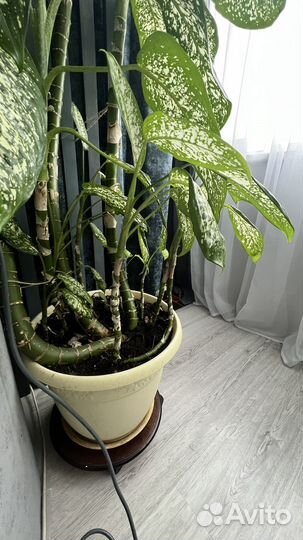 Диффенбахия отростки