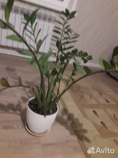 Комнатные цветы