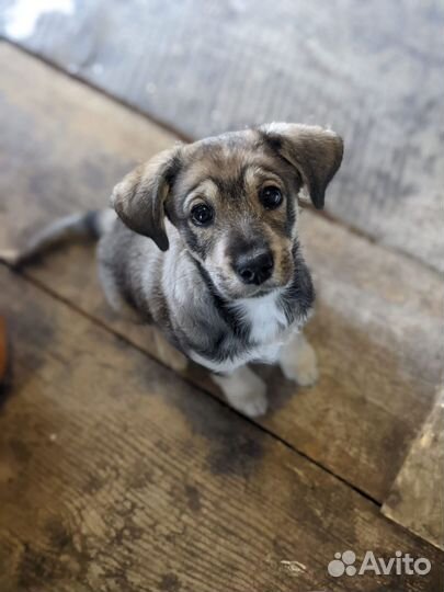 Спальчарка