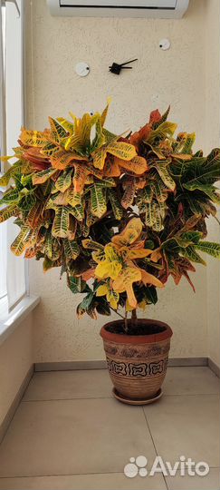 Кротон экселент