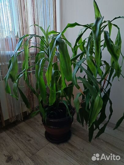 Комнатные цветы