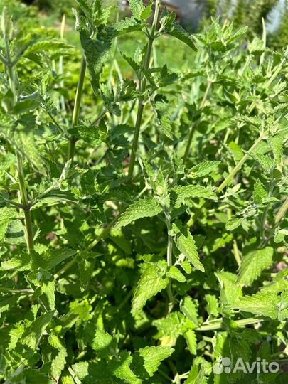 Мелисса ароматная