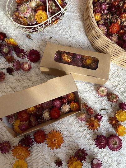 Сухоцветы для творчества