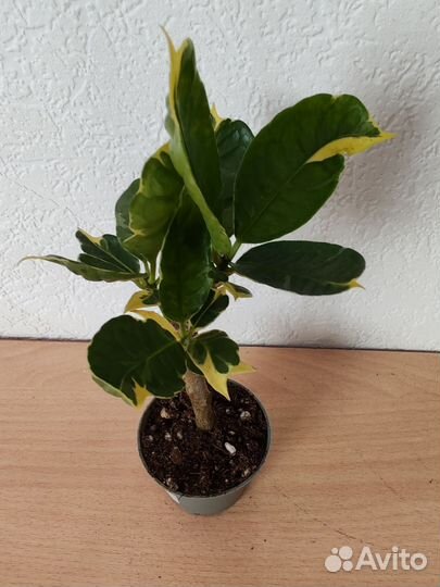 Кротон тамара