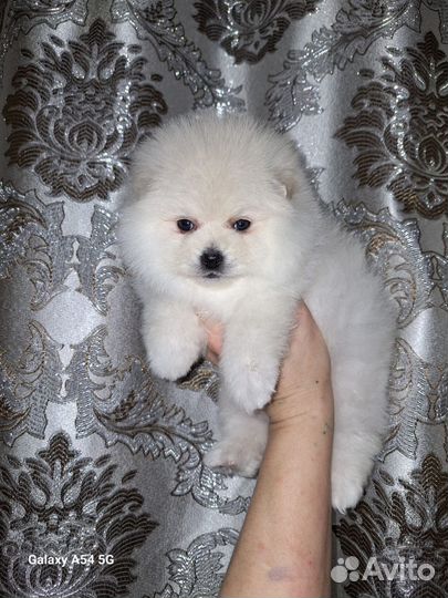 Щенки померанского шпица