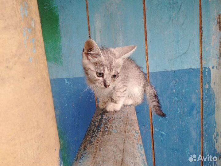 Отдам в добрые руки котят