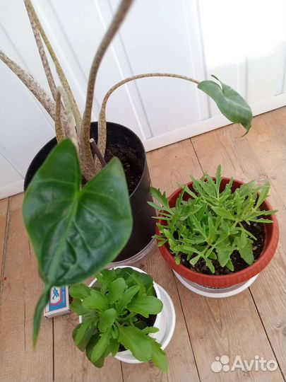 Излишки Комнатных Растений