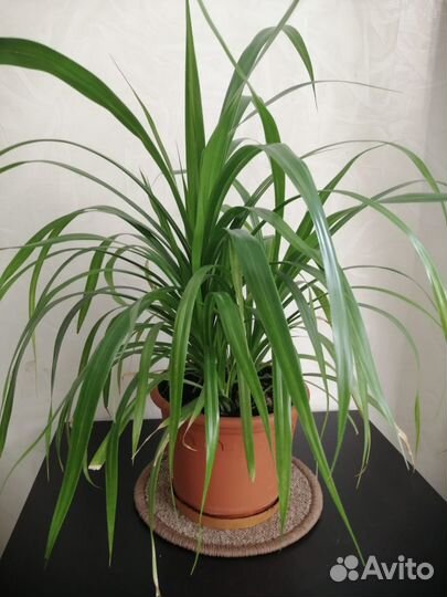 Продам цветы панданус