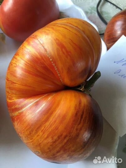 Редкие коллекционные сорта томатов