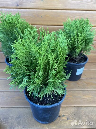 Туя западная Мириам