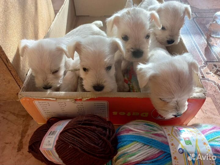 Цвергшнауцер