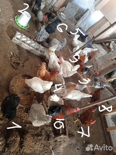 Продам петуха