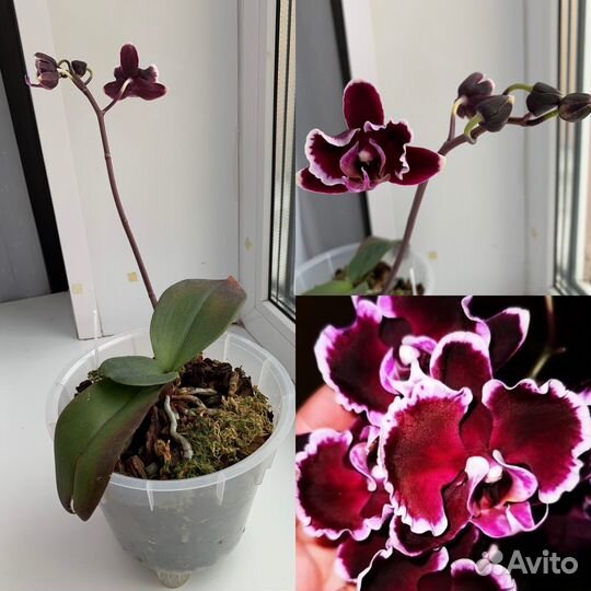 Орхидея фаленопсис