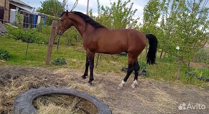 Случка Жеребец орловский рысак