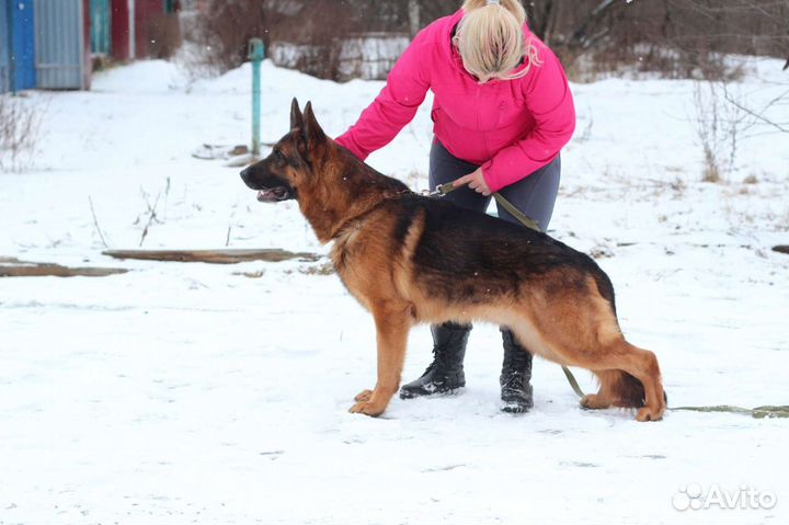 Кобели для вязки