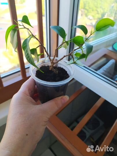 Отростки фикуса Бенджамина укорененные