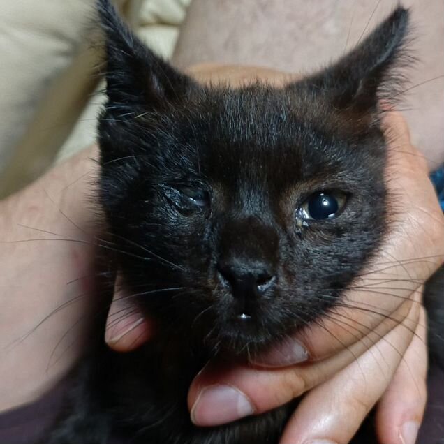 Котёнок в добрые руки