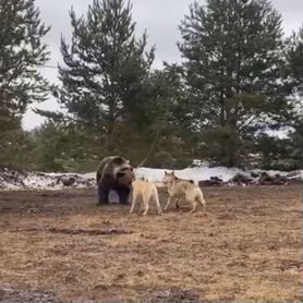 Западно сибирская лайка