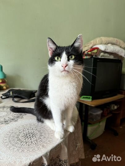 Коты в добрые руки