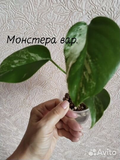 Комнатные растения