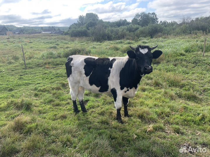 Молодые телки