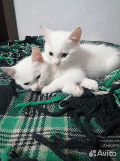 Котята в добрые руки даром бесплатно