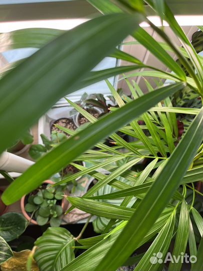 Грунт для комнатных растений