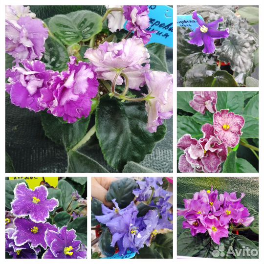 Детки фиалок набор 10шт