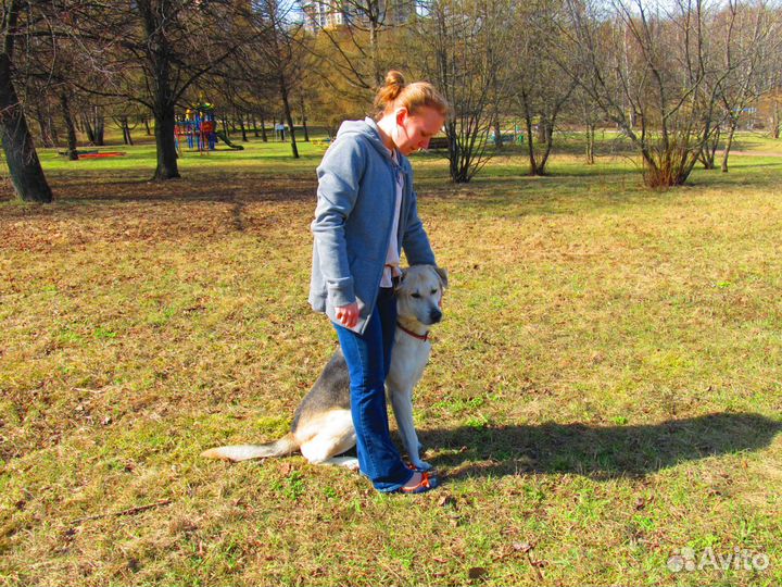 Хендлинг, дрессировка, коррекция поведения собак