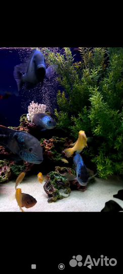 Большой аквариум с рыбками, тумбой и оборудованием