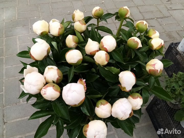 Пионы